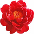 Red peony